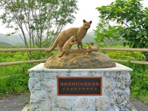Iriomote-wildcat