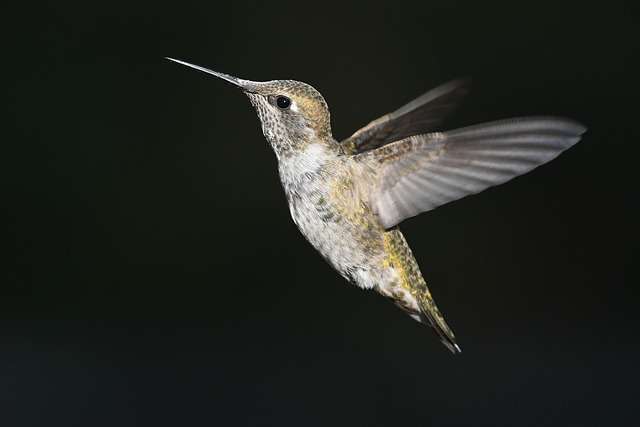 flight