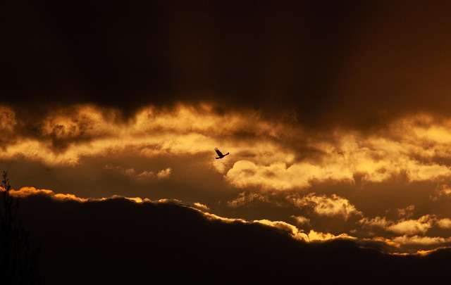 flight