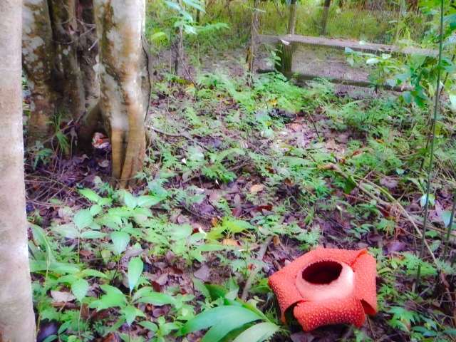 キナバル自然公園