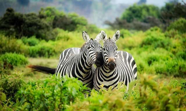 wildlife