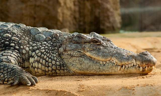 wildlife
