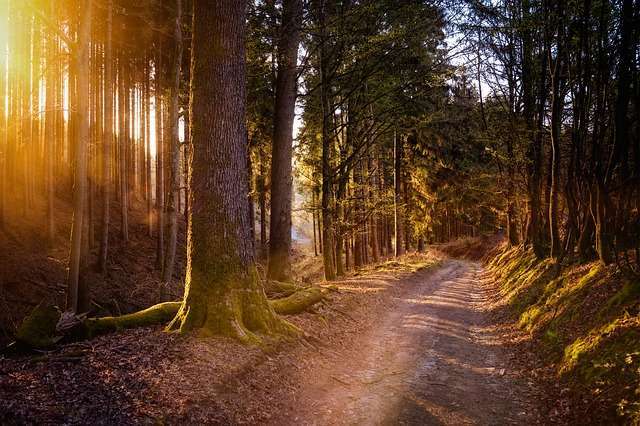 forest