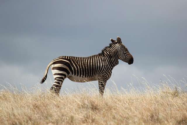 wildlife