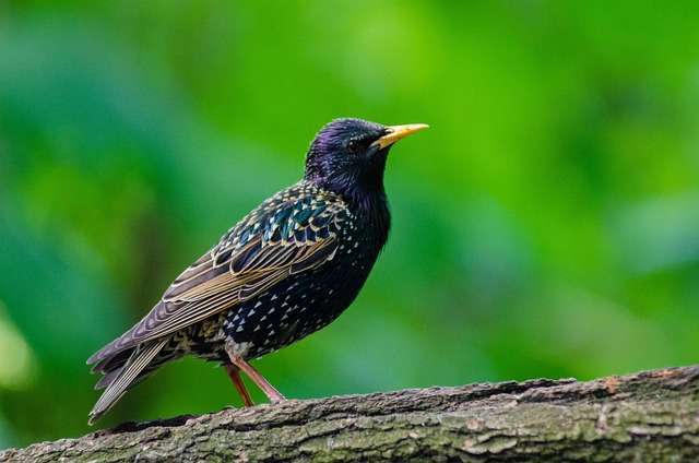 wildlife