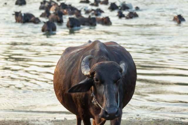 【ネパール世界遺産】ロイヤル・チトワン国立公園