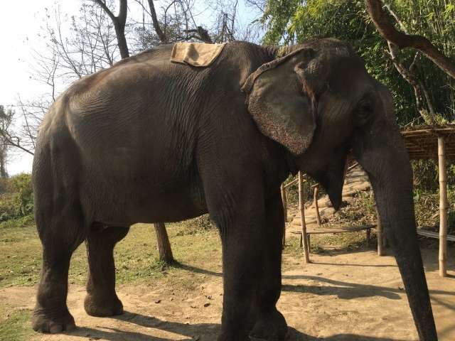 【ネパール世界遺産】ロイヤル・チトワン国立公園