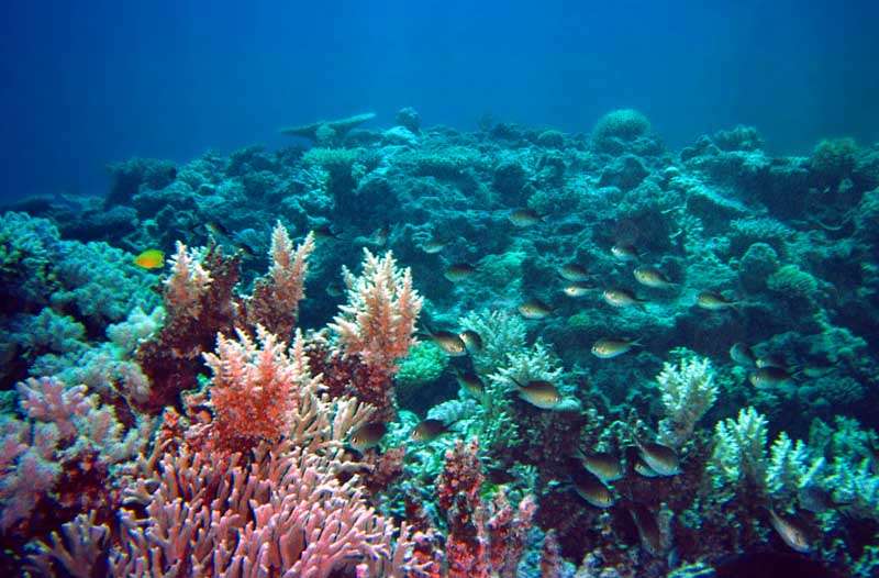 オーストラリア世界遺産 グレート・バリア・リーフ