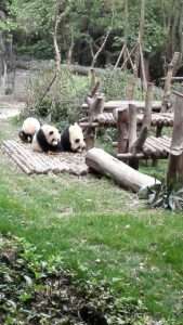 四川省のジャイアントパンダ保護区