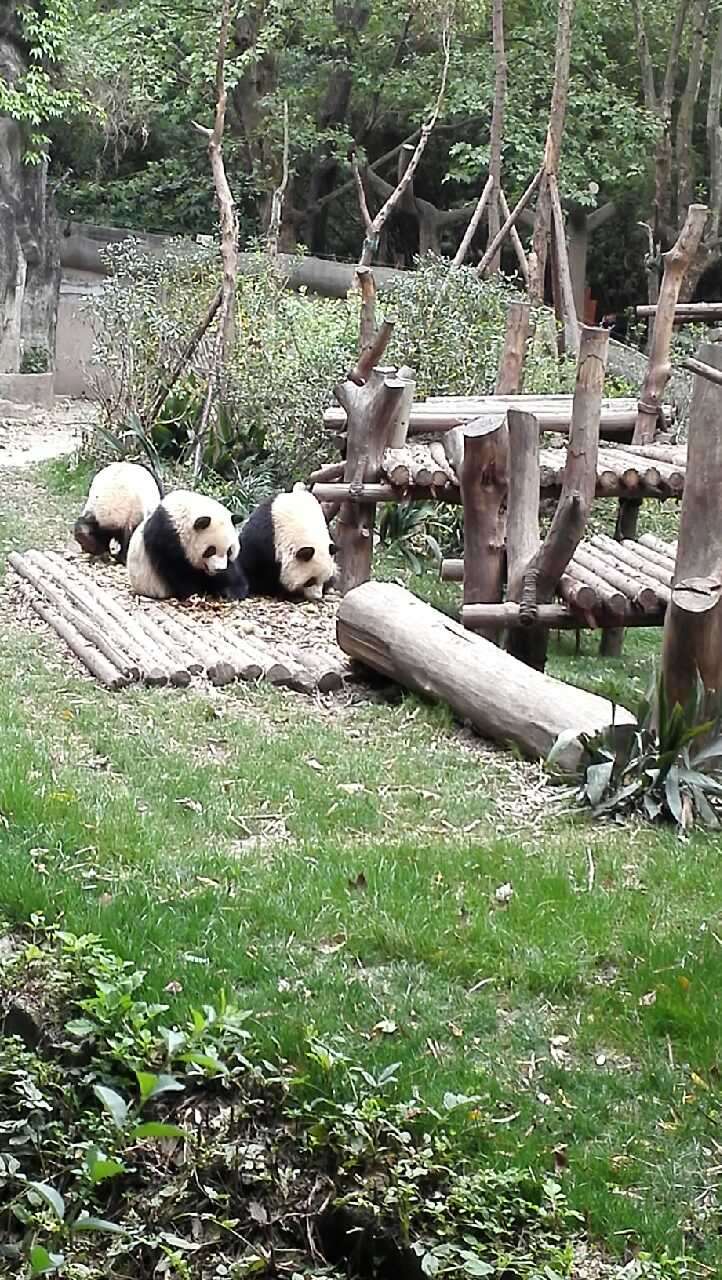 四川省のジャイアントパンダ保護区