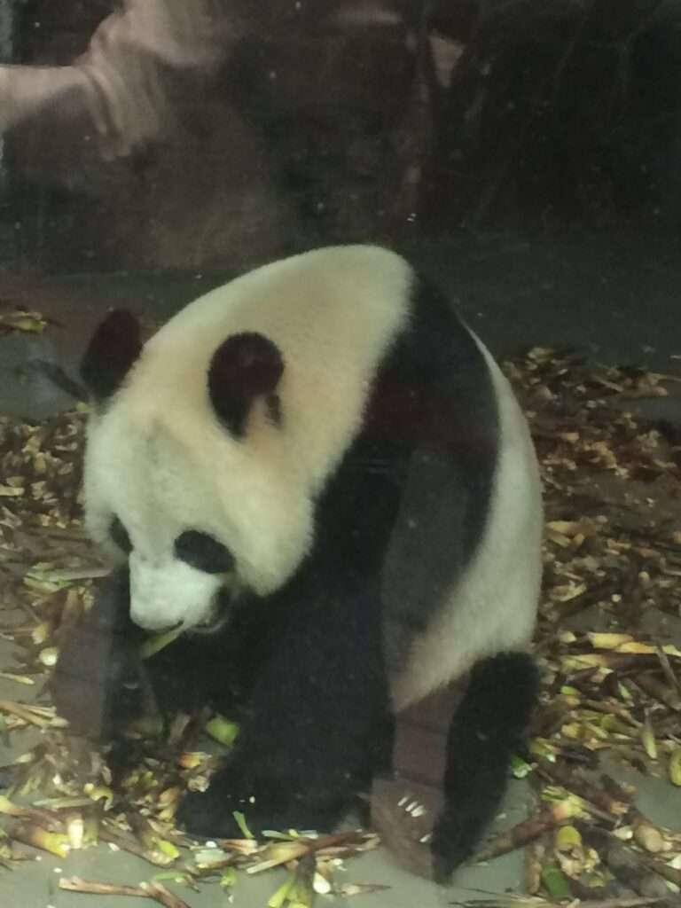 四川省のジャイアントパンダ保護区