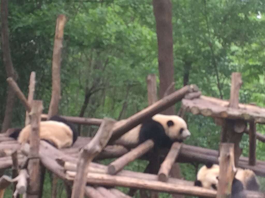 四川省のジャイアントパンダ保護区