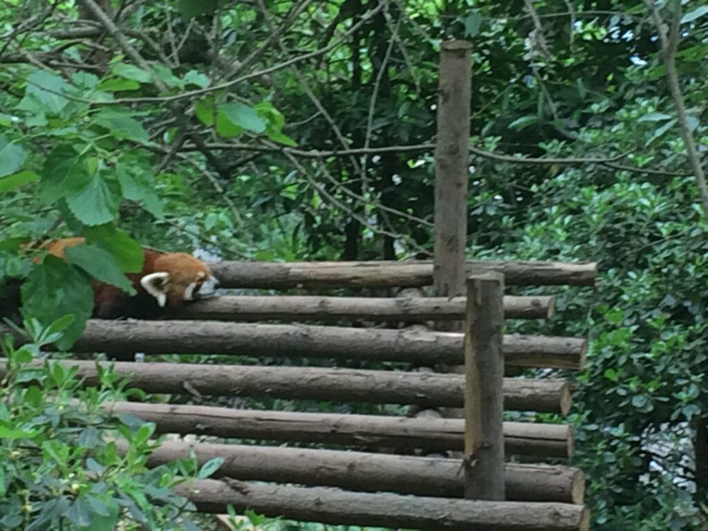 四川省のジャイアントパンダ保護区