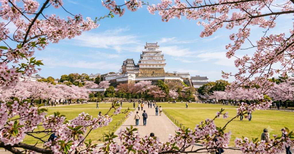 桜が満開の三の丸広場から見上げる世界遺産・姫路城の大天守