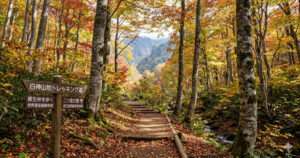 紅葉に染まる白神山地のトレッキングコース。木漏れ日が差し込む鮮やかな黄や赤のブナ原生林の中に、整備された木造の階段と遊歩道が奥へと続いています。手前左側には「白神山地トレッキング道」と書かれた木製の案内看板があり、右側には小さな渓流が流れています。遠くにはうっすらと山並みが見えます。