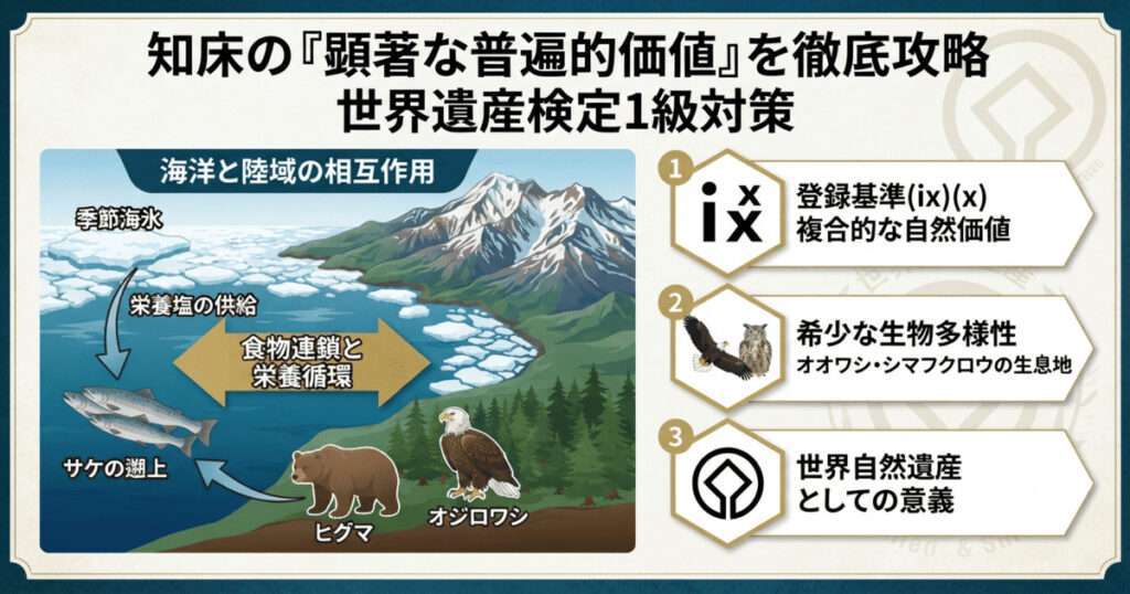 知床の顕著な普遍的価値と世界遺産検定1級対策の解説図。季節海氷、栄養塩の供給、サケの遡上、ヒグマやオジロワシの食物連鎖、および登録基準(ix)(x)の複合的価値を図解。