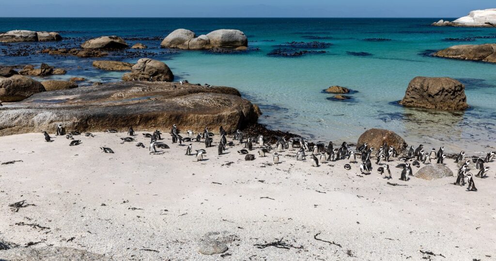 ケープタウン近郊ボルダーズビーチのペンギン