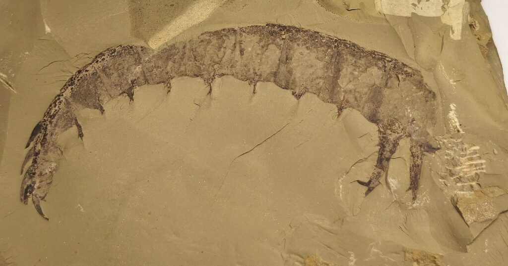 澄江の化石産地の写真
