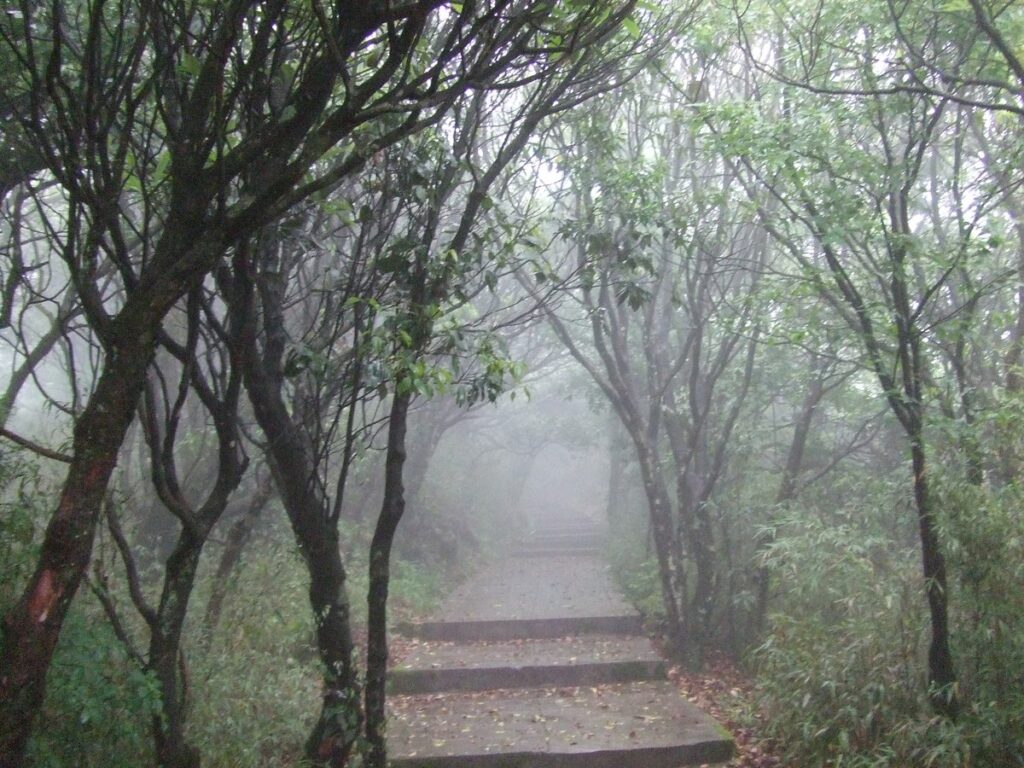 霧に包まれた梵浄山の森の中の登山道