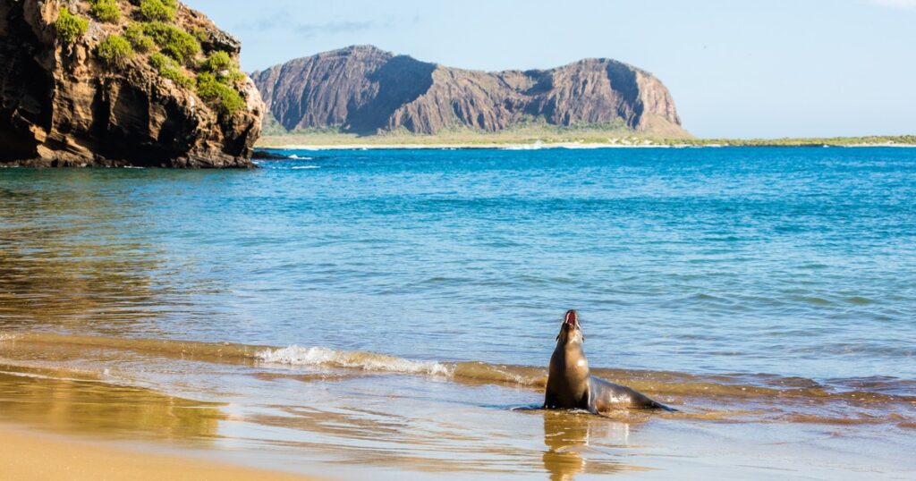 ガラパゴス諸島の海岸とアシカ