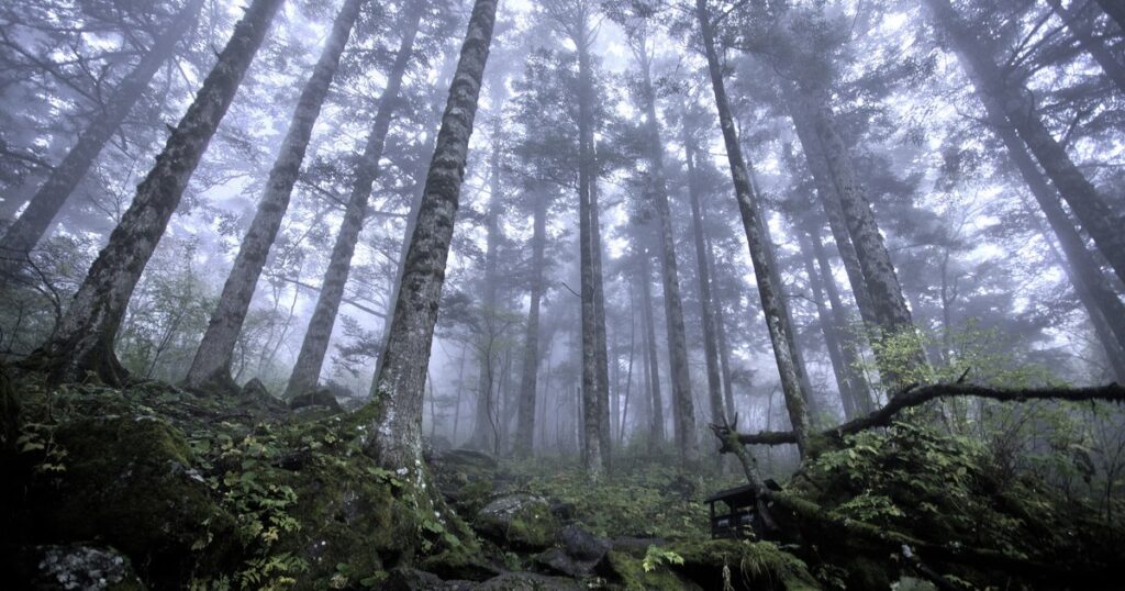 霧に包まれた神農架の原生林