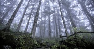 霧に包まれた神農架の原生林