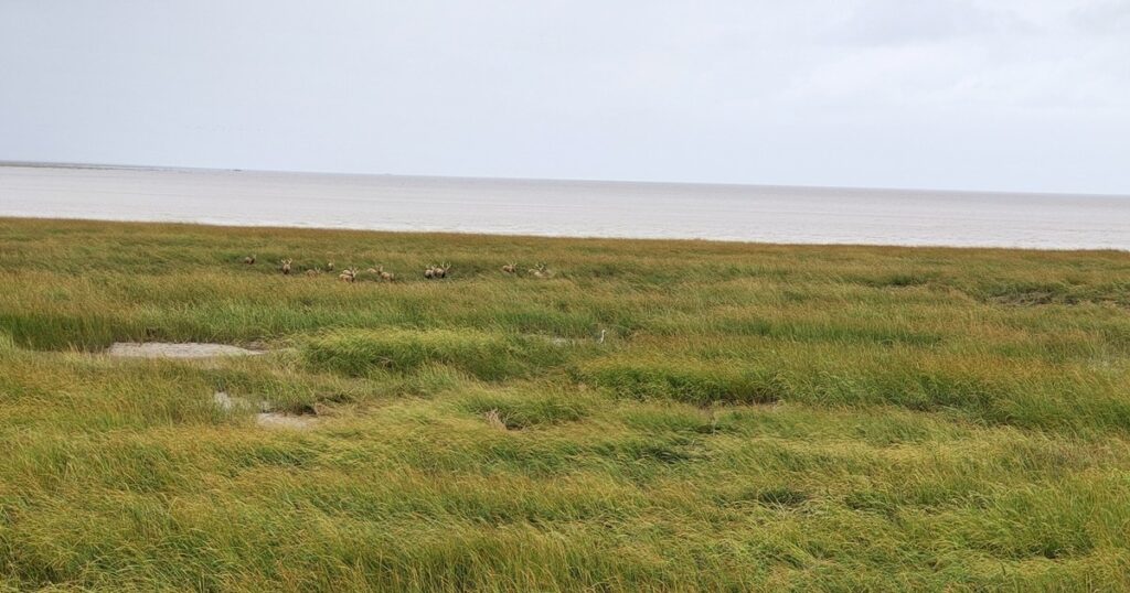 江蘇省塩城・大豊の塩性湿地と黄海、遠くに群れるシフゾウ（麋鹿）