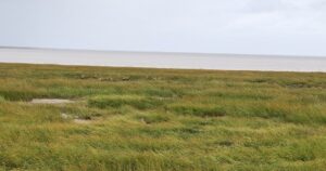 江蘇省塩城・大豊の塩性湿地と黄海、遠くに群れるシフゾウ（麋鹿）