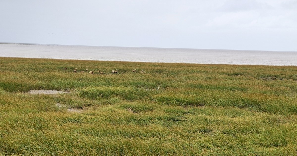 江蘇省塩城・大豊の塩性湿地と黄海、遠くに群れるシフゾウ(麋鹿)